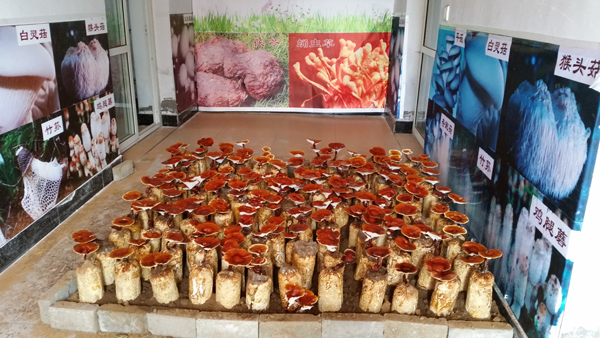 用实践和创造“点缀人生”